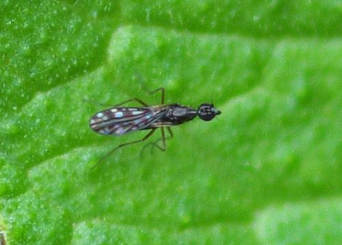 Réf. 351 800 : Dolichocephala sp.
